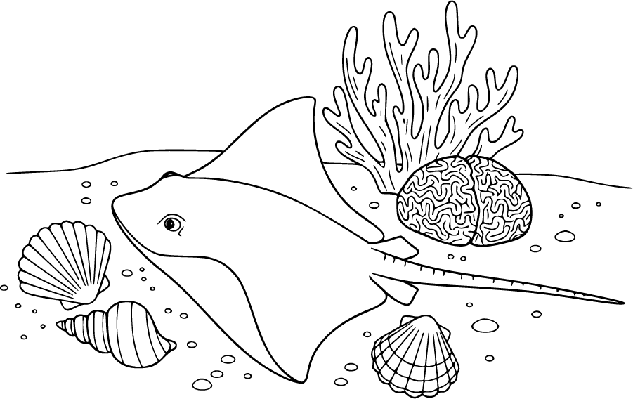 stingray sandy ocean floor shells coral