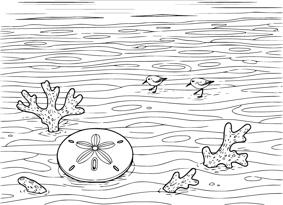 beach low tide sand dollar shorebirds